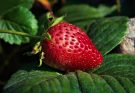 Strawberry, fruit, food — 4 Simple Steps regarding how to Get The Weight Loss Supplement Online