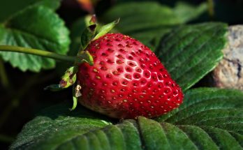 Strawberry, fruit, food — 4 Simple Steps regarding how to Get The Weight Loss Supplement Online