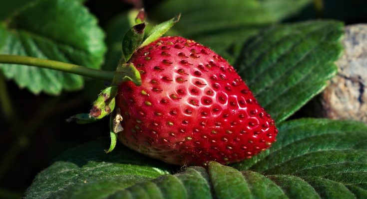 Strawberry, fruit, food — 4 Simple Steps regarding how to Get The Weight Loss Supplement Online