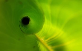 Heliconia leaf, unfurling, new — Future Trends in the UK Steroid Market