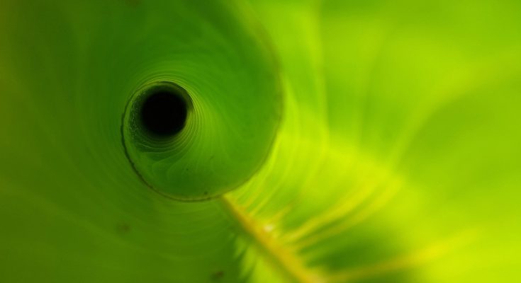 Heliconia leaf, unfurling, new — Future Trends in the UK Steroid Market