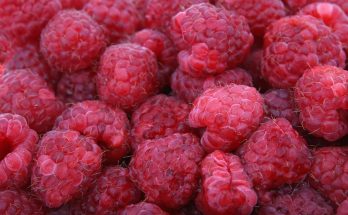 Raspberries, red, fruits — Medicare Supplement Plans and Their Coverage