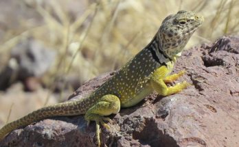 Reptile, lizard, wildlife — The Comprehensive Guide to PR100 Primobolan Enanthate: Benefits, Dosage, and Side Effects