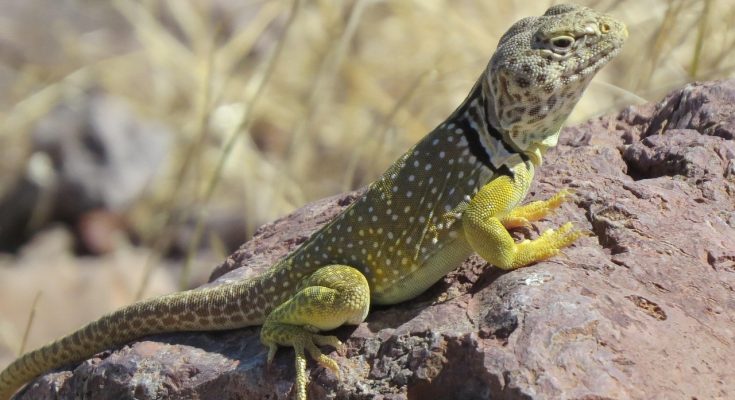 Reptile, lizard, wildlife — The Comprehensive Guide to PR100 Primobolan Enanthate: Benefits, Dosage, and Side Effects
