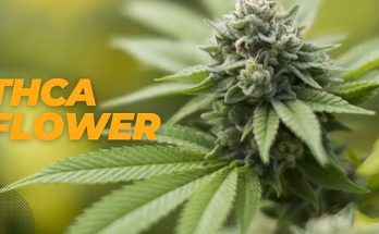 The Dopest Shop: A Trusted Source for Hemp-Derived Products