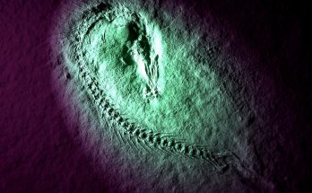 Fossil, fish, solnhofen — Understanding "Patent Pending": Protecting Your Invention