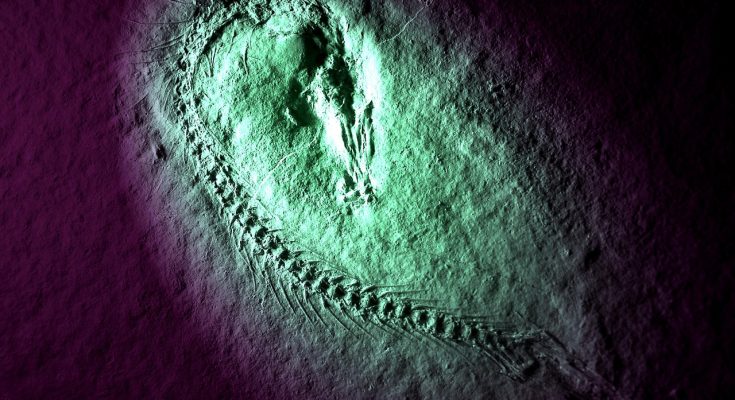 Fossil, fish, solnhofen — Understanding "Patent Pending": Protecting Your Invention
