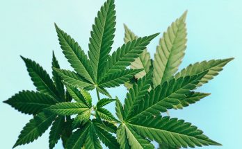 Why Delta 8 Carts Are Becoming a Staple in the Cannabis Community