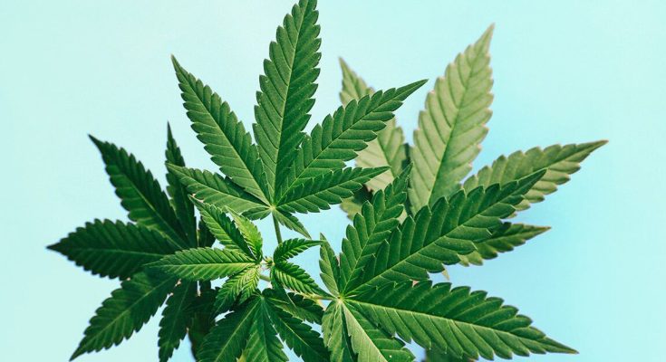 Why Delta 8 Carts Are Becoming a Staple in the Cannabis Community