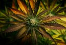 A Professional Guide to Cannabis Concentrate Safety Awareness