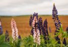 Lupin FDA approval: Best Proven Injectable Emulsion