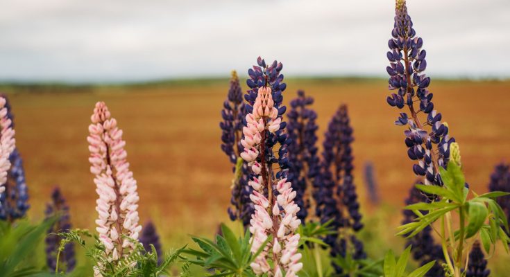 Lupin FDA approval